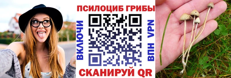 Галлюциногенные грибы Psilocybe Калининск
